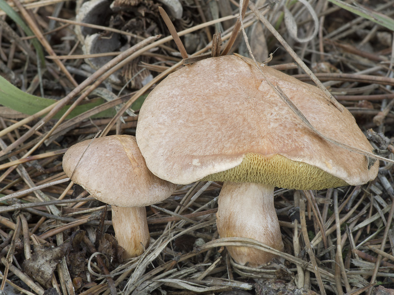 Suillus bovinus